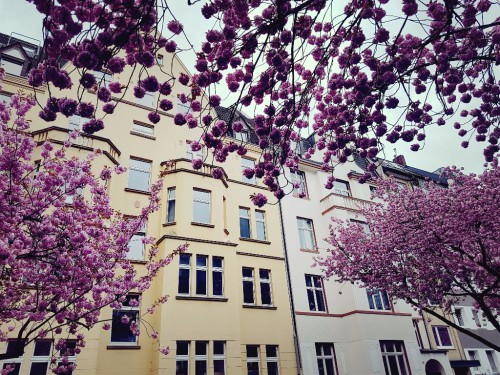 Kirschblüten in der Zietenstraße in Düsseldorf