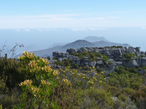 Reisebericht Südafrika - Kapstadt - Tafelberg besteigen