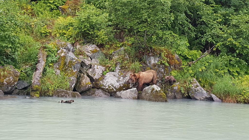 Alaska Highlight: Grizzly Bären sehen