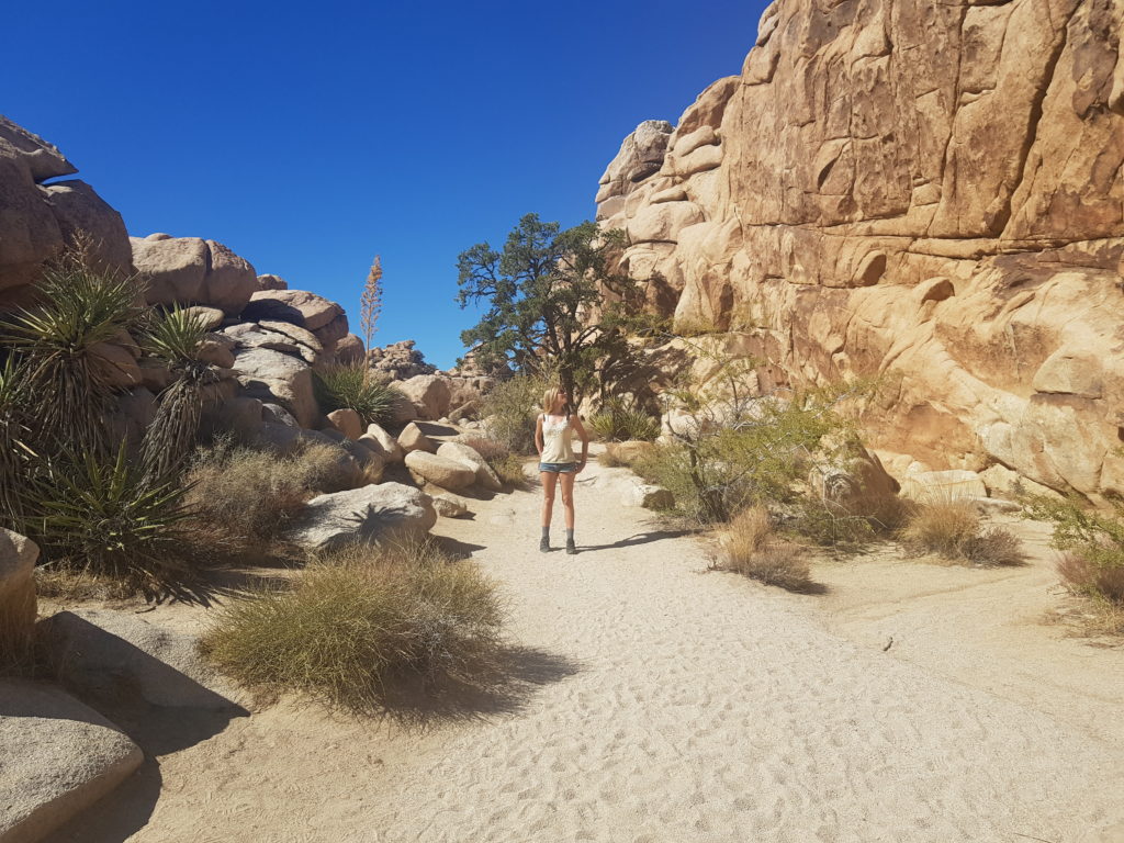 Kalifornien-Rundreise im Joshua Tree Nationalpark wandern