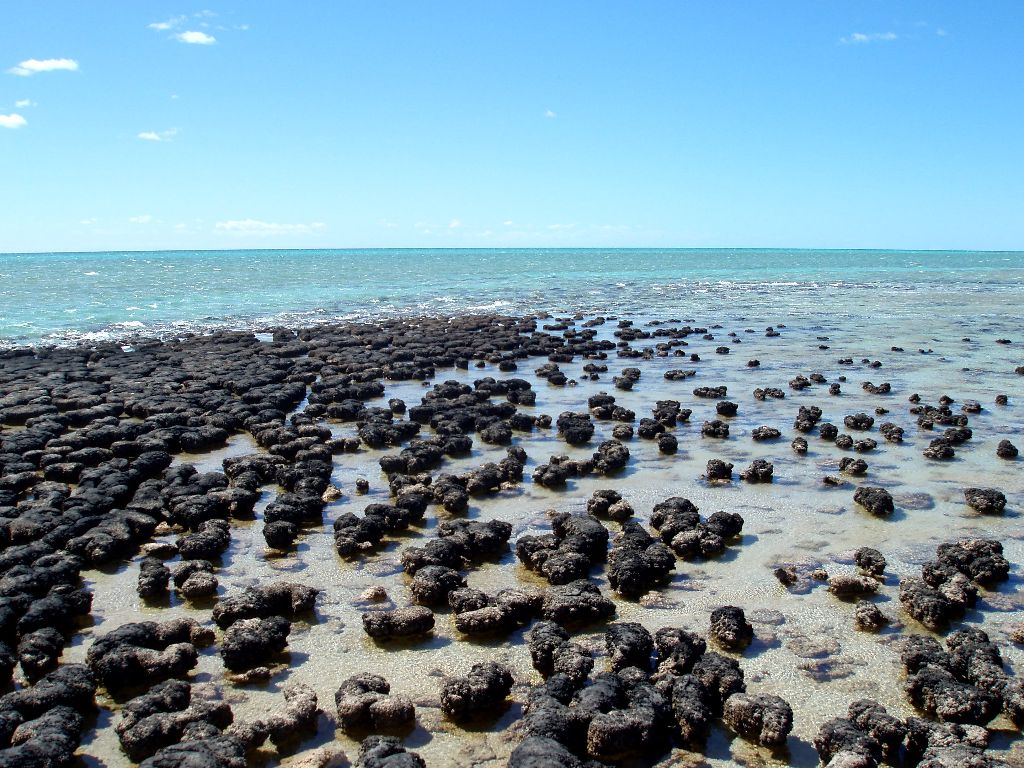 Highlights in Western Australia: Hamelin Pool