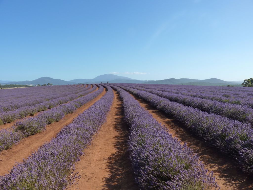 Tasmanische Lavendelfarm - Sehenswürdigkeiten in Tasmanien auf deiner Rundreise in Tasmanien