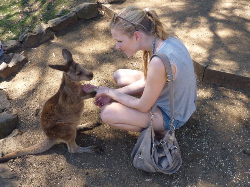 dieses süße Känguru-Baby lebt im Bonorong Wildlife Sanctuary in Tasmanien