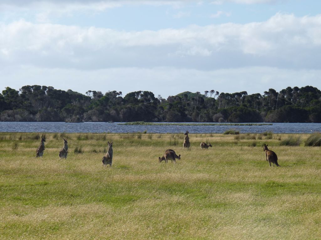 Wildlife im Narawntapu Nationalpark - Tasmanien-Sehenswürdigkeiten auf deiner Tasmanien-Rundreise