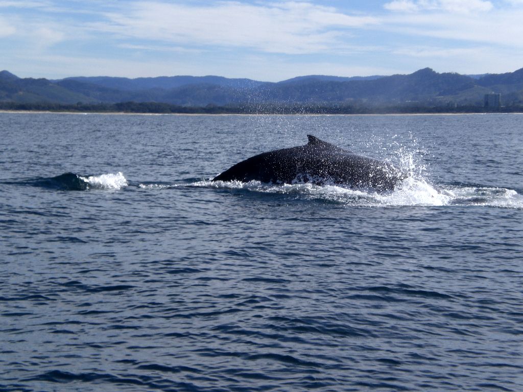 Whalewatching von Coffs Harbour - Sehenswürdigkeiten Australien Ostküste – Reiseroute Australien Ostküste im Überblick 