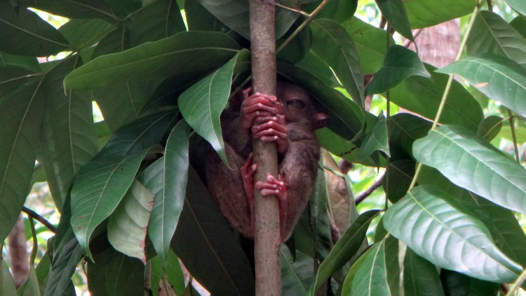 Backpacking auf den Philippinen: Einer der vielen Philippinen-Koboldmakis im Tarsier Visitor Center