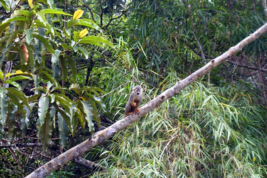 Affe bei unserer Amazonas-Tour in Peru