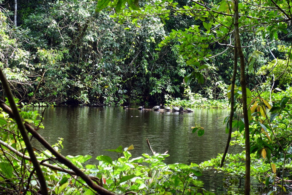 Schildkröten im Regenwald von Peru