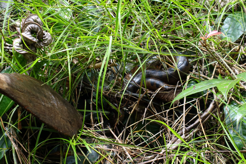 Anaconda-Schlange in Peru im Urwald