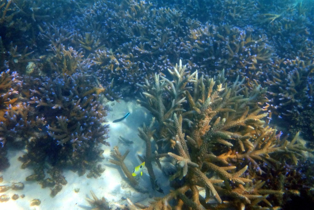 Schnorcheln am Matareva Strand in Samoa: Korallen & Fische im Naturschutzgebiet - Samoa-Sehenswürdigkeit