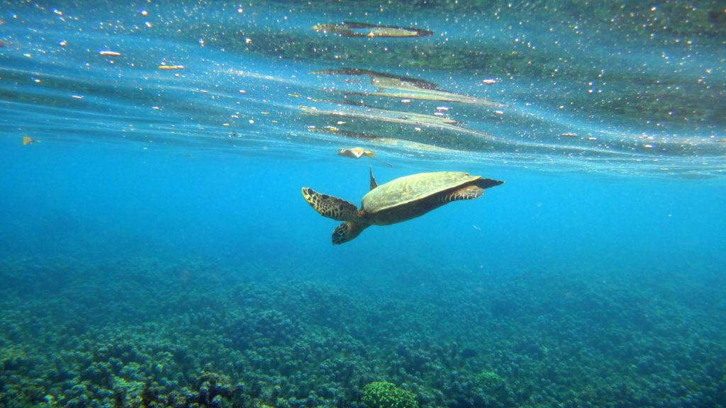 Schildkröte beim Schnorcheln auf Samoa - Samoa-Reisebericht und Sehenswürdigkeiten