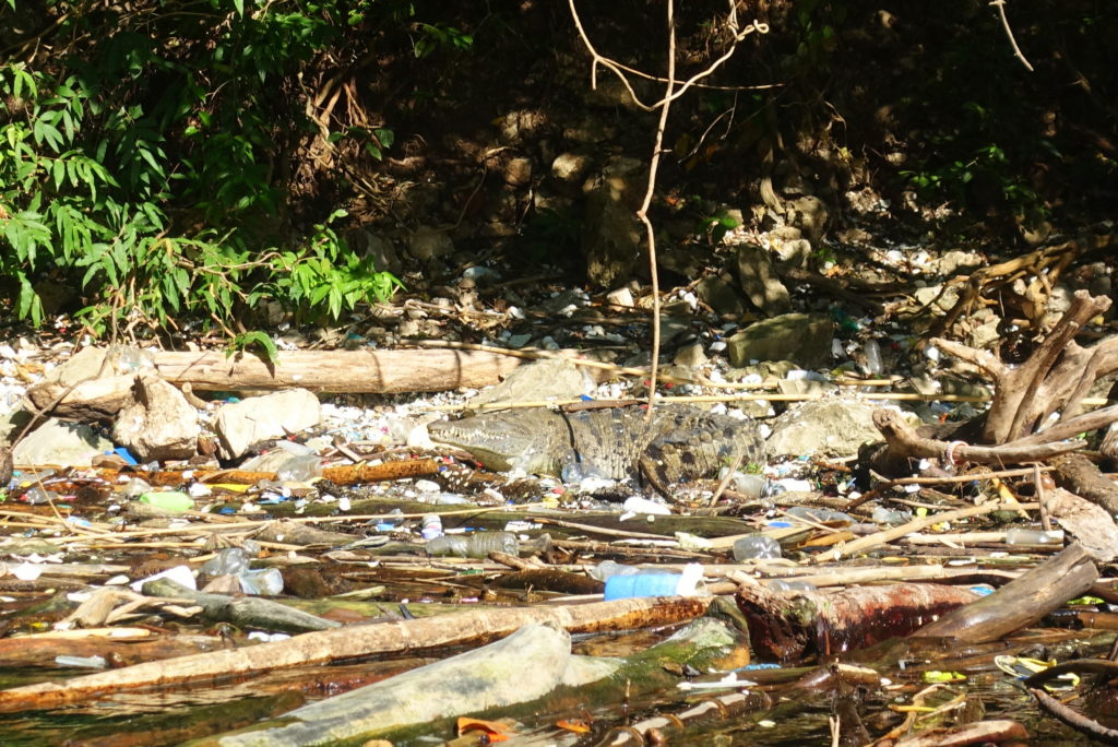 Müllproblem in Mexiko: ein Krokodil in einem Fluss voller Müll im Sumidero Canyon Nationalpark in Chiapas in Mexiko - Reiseinfos und Tipps für Chiapas