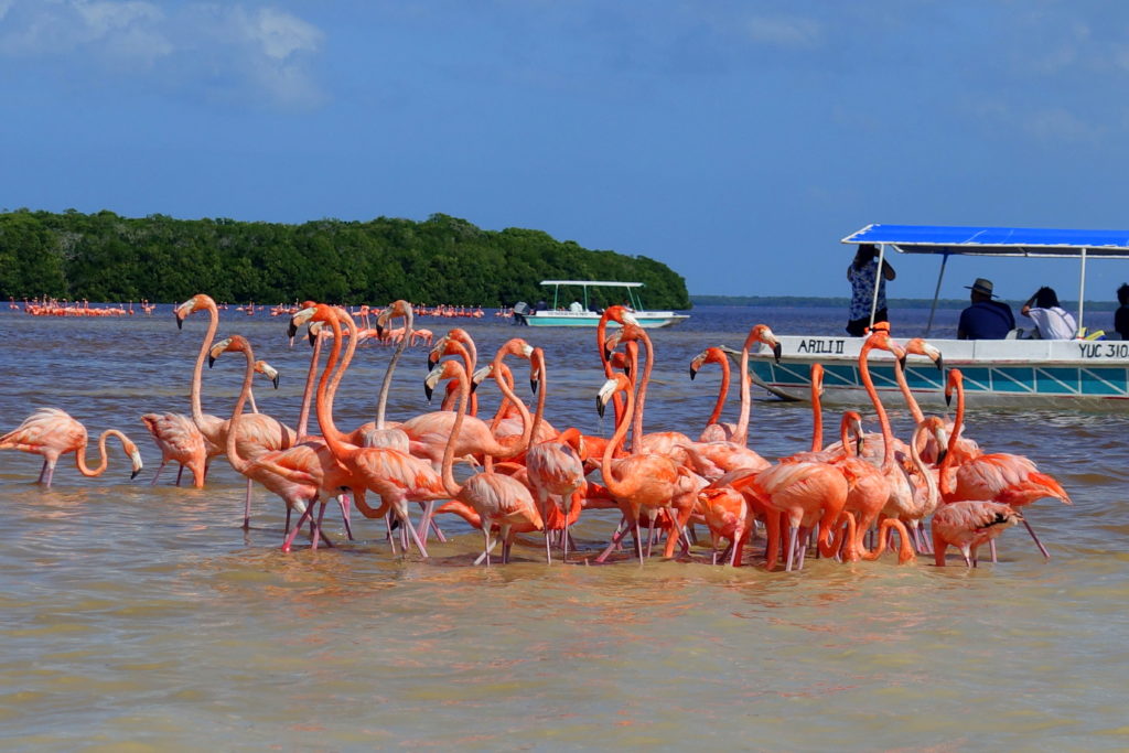 Flamingos in Celestún, Mexiko - Reisebericht über unsere Rundreise auf der Halbinsel Yucatán inklusive Campeche und Quintana Roo. Speziell für Backpacker in Mexiko und Rundreisen im Yucatán.