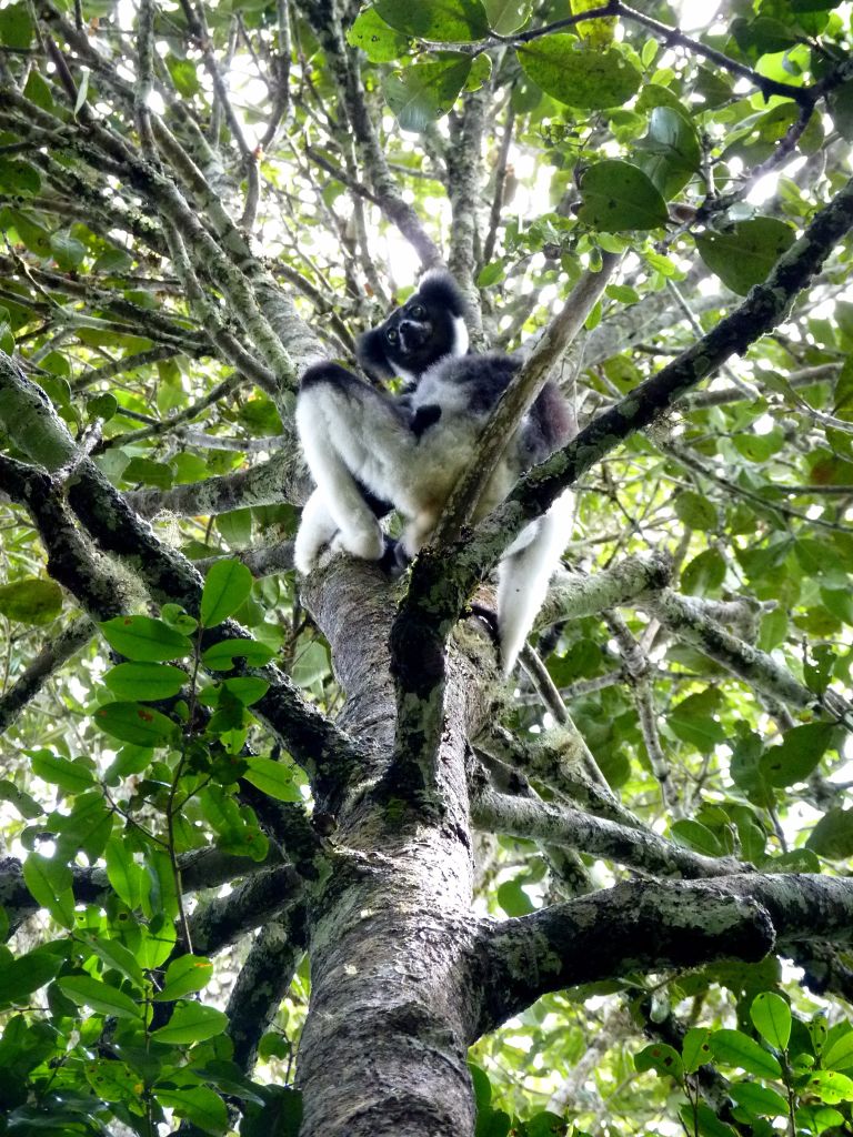 Tiere in Madagaskar - Indiri Lemur in Andasibe