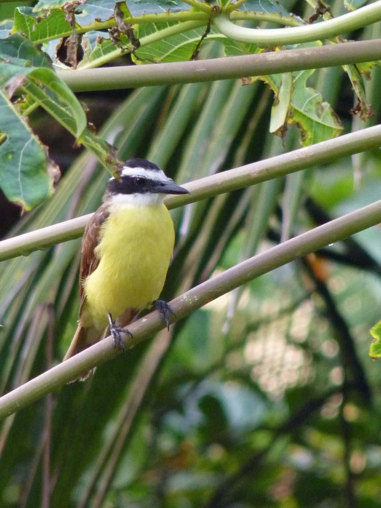 Die Vogelwelt gehört zu den Highlights in Costa Rica