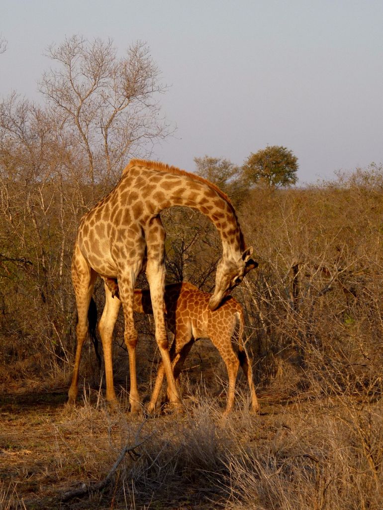 Giraffe mit Baby auf Safari im Krüger Nationalpark