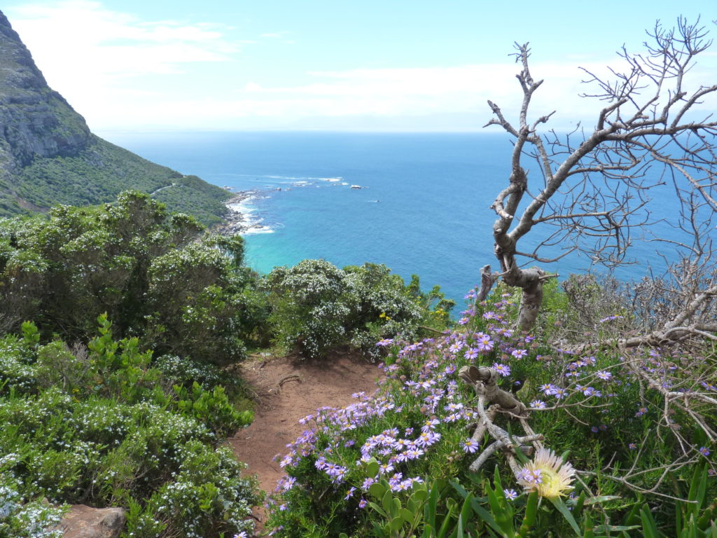 Bunte Blumen und das Meer im Hintergrund: Kap der guten Hoffnung Nationalpark auf deiner Südafrika-Reiseroute