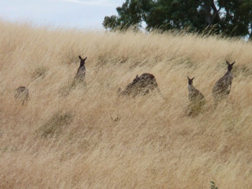 Kängurus im Südes Australiens bei unserem Australien-Roadtrip