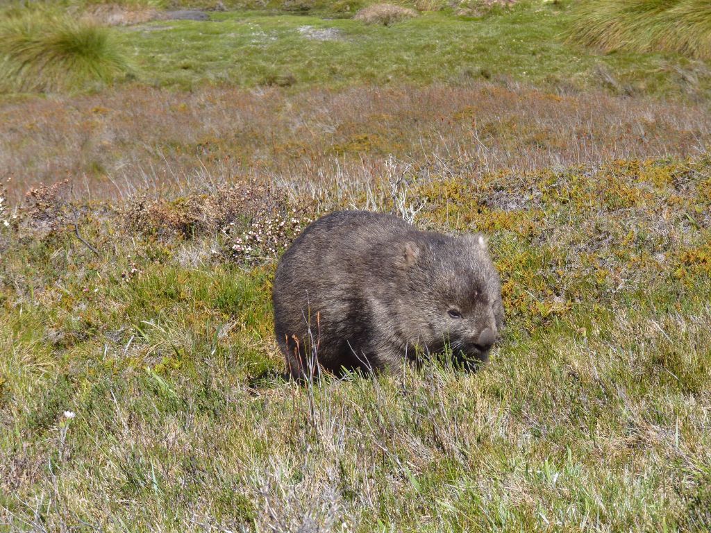 Wombat in freier Wildbahn im Cradle Mountain Nationalpark - Tasmanien-Sehenswürdigkeiten auf deiner Tasmanien-Rundreise