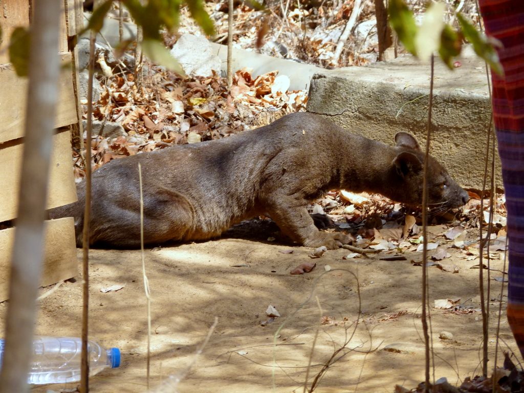 Das Fossa ist das einzige Raubtier in Madagaskar - Madagaskar Reisetipps - was du vor deiner Madagasgar-Reise wissen musst