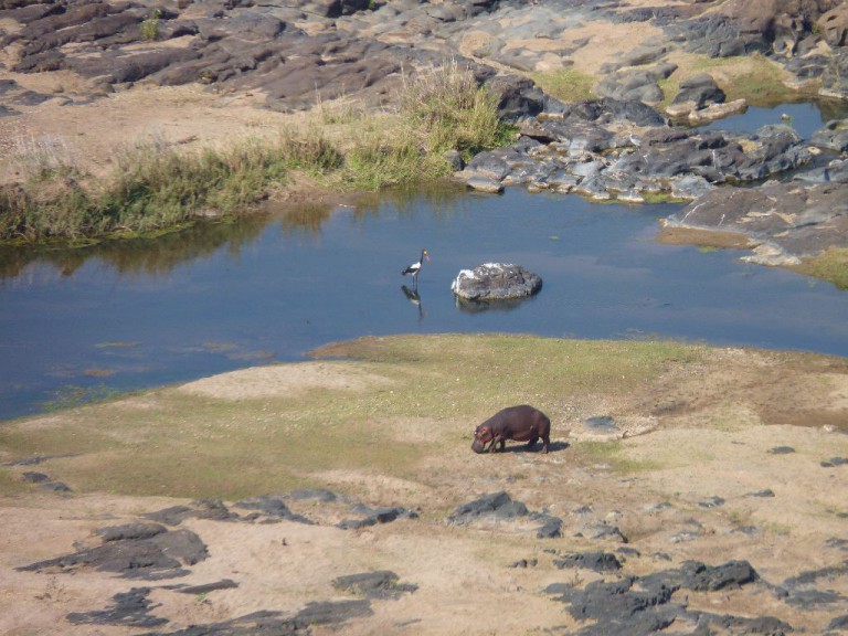 Südafrika_Krüger Nationalpark_Nilpferd_Hippo_Olifants Camp